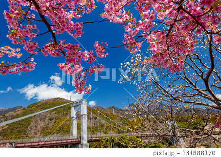 秦野・戸川公園の河津桜と風の吊り橋 131888170