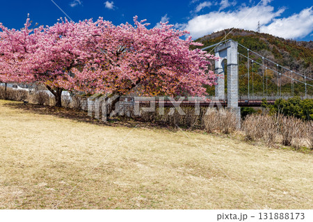 秦野・戸川公園の河津桜と風の吊り橋 131888173