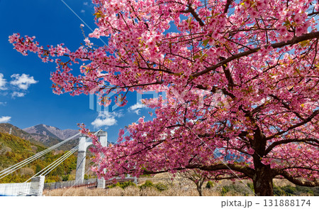秦野・戸川公園の河津桜と風の吊り橋 秦野・戸川公園の河津桜と風の吊り橋 131888174