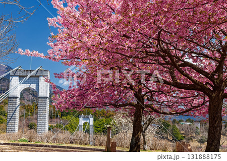 秦野・戸川公園の河津桜と風の吊り橋 秦野・戸川公園の河津桜と風の吊り橋 131888175