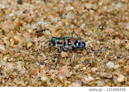 ナミハンミョウ 131888436