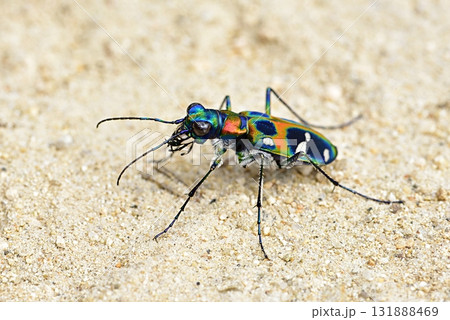 ナミハンミョウ 131888469