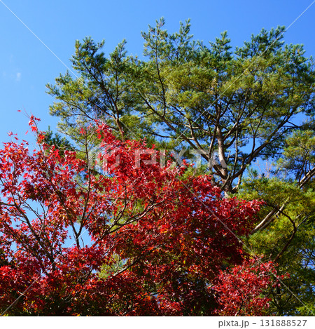 五色沼 紅葉 五色沼 紅葉 131888527