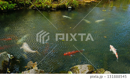 五色沼　紅葉 131888545