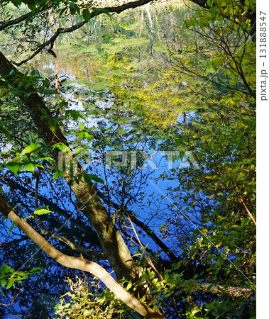 五色沼 紅葉 五色沼 紅葉 131888547