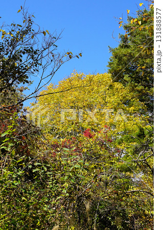 五色沼　紅葉 131888577