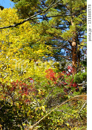 五色沼 紅葉 五色沼 紅葉 131888578