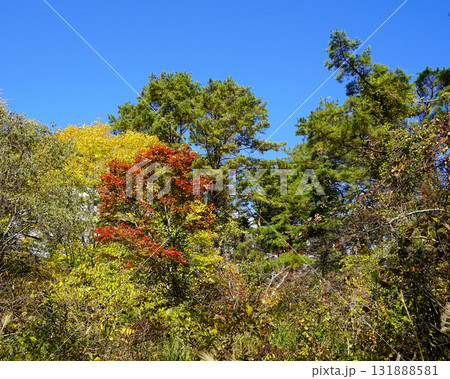 五色沼 紅葉 五色沼 紅葉 131888581