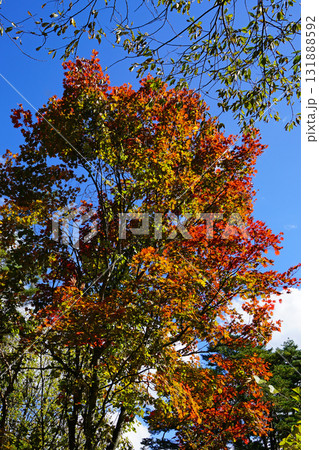 五色沼　紅葉 131888592