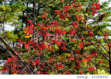 五色沼　紅葉 131888593