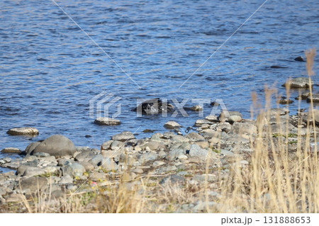 水浴びをしているカラス 131888653
