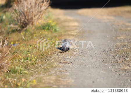 餌を探しながら歩いている鳩 131888658