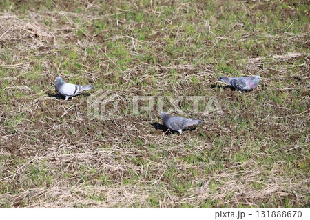 田んぼで餌を食べている鳩 田んぼで餌を食べている鳩 131888670