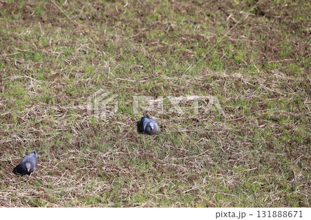 田んぼで餌を食べている鳩 131888671
