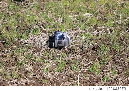 田んぼで餌を食べている鳩 田んぼで餌を食べている鳩 131888676