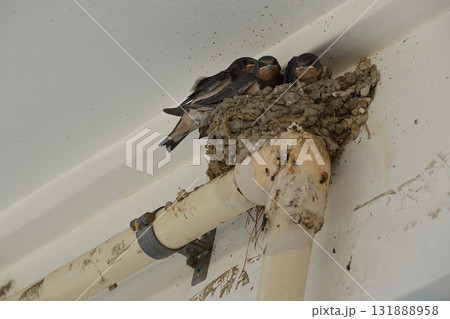 Baby swallows 勝手口の脇の巣で親鳥の帰りを待つツバメのひな鳥たち (望遠ズーム撮り) Baby swallows 勝手口の脇の巣で親鳥の帰りを待つツバメのひな鳥たち (望遠ズーム撮り) 131888958