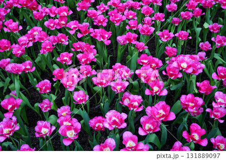 Tulips Flower Tulips Flower 131889097