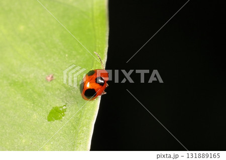 生き物 昆虫 ヨツモンタマノミハムシ、体長三~四ミリのハムシ。秋の石垣島、クワズイモの葉の上で 生き物 昆虫 ヨツモンタマノミハムシ、体長三~四ミリのハムシ。秋の石垣島、クワズイモの葉の上で 131889165