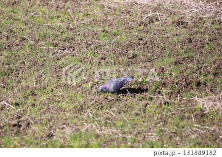 田んぼで餌を食べている鳩 131889182