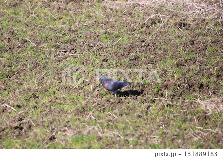 田んぼで餌を食べている鳩 131889183