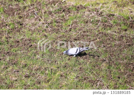 田んぼで餌を食べている鳩 田んぼで餌を食べている鳩 131889185
