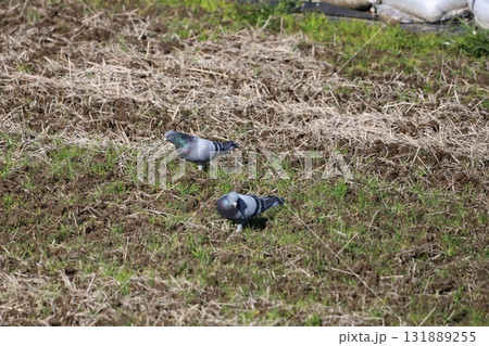 田んぼで餌を食べている鳩 田んぼで餌を食べている鳩 131889255