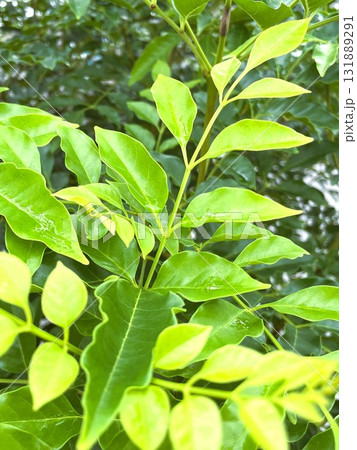 生命力あふれるシマトネリコの若葉1 生命力あふれるシマトネリコの若葉1 131889291