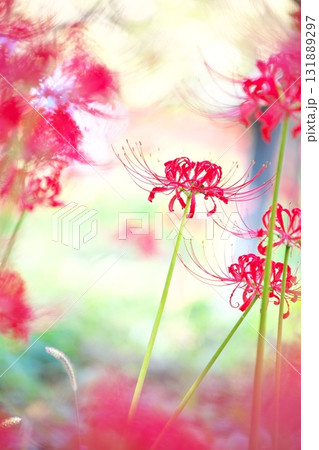 秋の花、曼殊沙華 秋の花、曼殊沙華 131889297