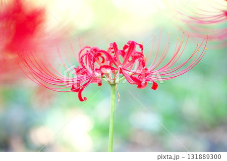 秋の花、曼殊沙華 秋の花、曼殊沙華 131889300