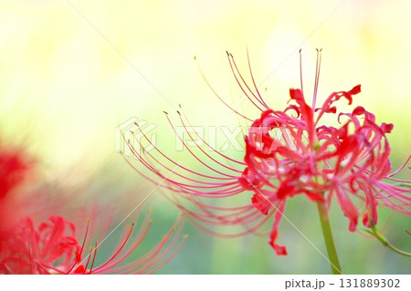 秋の花、曼殊沙華 131889302