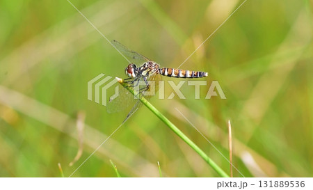 ハッチョウトンボ 131889536