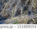 草むらに座る保護色の猫【キジトラ猫】眼を閉じる 131889554