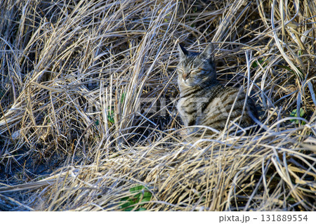 草むらに座る保護色の猫【キジトラ猫】眼を閉じる 131889554