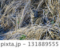 草むらに座る保護色の猫【キジトラ猫】眼を開ける 131889555