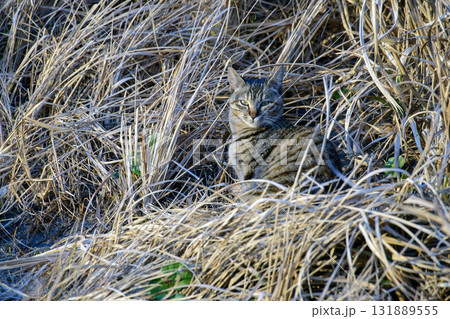 草むらに座る保護色の猫【キジトラ猫】眼を開ける 131889555