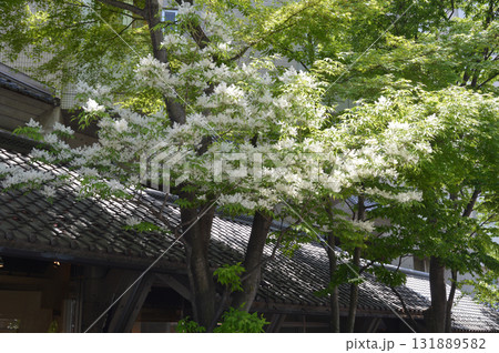 Japanese elm flower 春の日差しを浴びて輝く街路樹～アオダモの花，シマネトリコの花 131889582