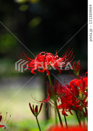 秋の花、曼殊沙華のクローズアップ 秋の花、曼殊沙華のクローズアップ 131889664