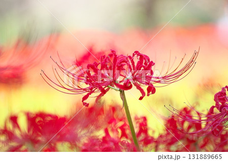 秋の花、曼殊沙華のクローズアップ 秋の花、曼殊沙華のクローズアップ 131889665