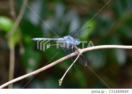 ナニワトンボ ナニワトンボ 131889684