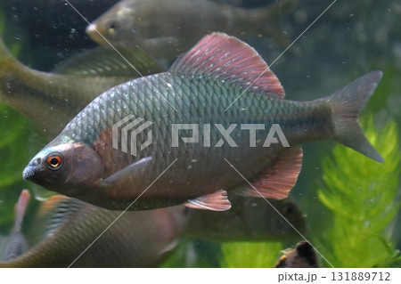 カネヒラ（オス） 131889712