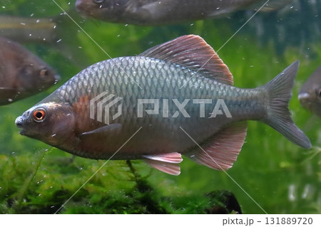 カネヒラ(オス) カネヒラ(オス) 131889720