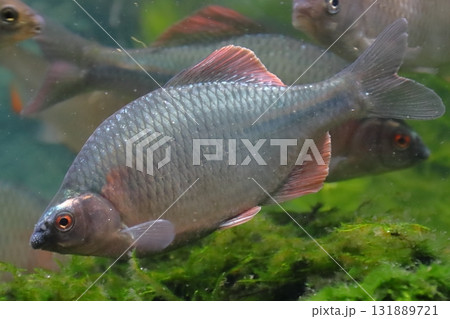 カネヒラ(オス) カネヒラ(オス) 131889721