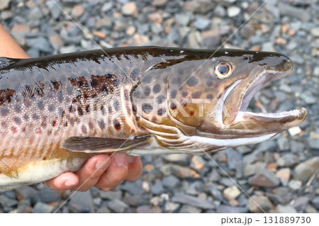 釣りあげたブラウントラウト(茶鱒) 釣りあげたブラウントラウト(茶鱒) 131889730