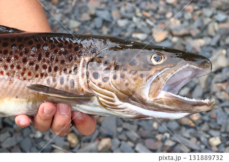 釣りあげたブラウントラウト（茶鱒） 131889732