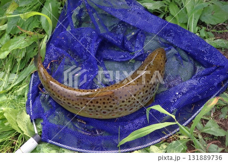 釣りあげたブラウントラウト（茶鱒） 131889736