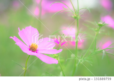 コスモス　秋イメージ 131889759