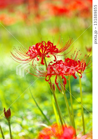 公園に咲く曼殊沙華の花 131889855