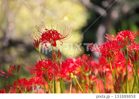 公園に咲く曼殊沙華の花 公園に咲く曼殊沙華の花 131889858
