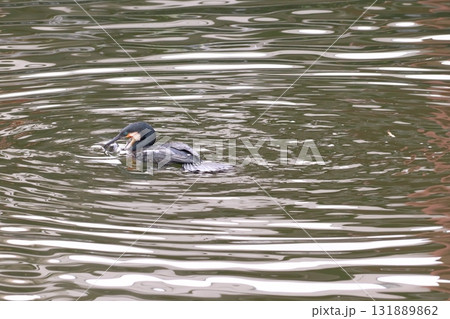 ボラを捕食するカワウ(東京都葛飾区:水元公園) ボラを捕食するカワウ(東京都葛飾区:水元公園) 131889862