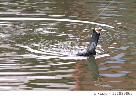 ボラを捕食するカワウ(東京都葛飾区:水元公園) ボラを捕食するカワウ(東京都葛飾区:水元公園) 131889863